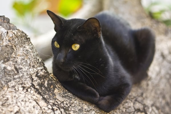These tell-tale signs that it's time to move on from QuickBooks might as well be a black cat crossing your path.